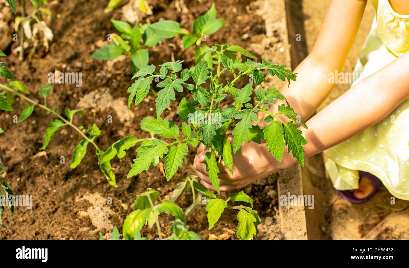 Die Hände eines Mädchens Pflanzen frisches Gemüse in den Boden. Kümmern Sie sich um Ihre Ernte, sammeln Sie sie, gießen Sie sie auf Ihrem persönlichen Grundstück. Stockfoto