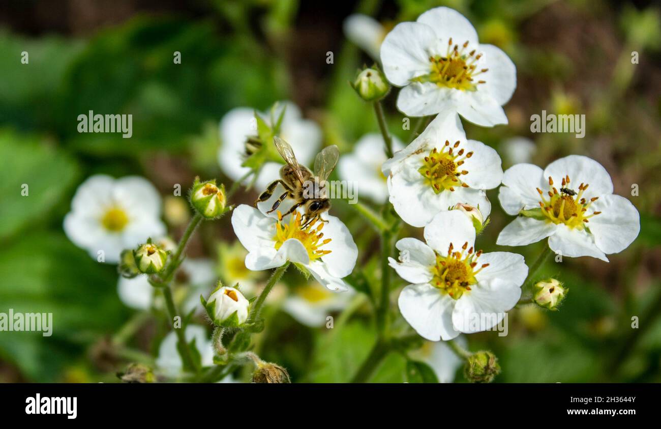 An einem sonnigen Sommertag sitzt eine Biene auf Erdbeerblüten Stockfoto