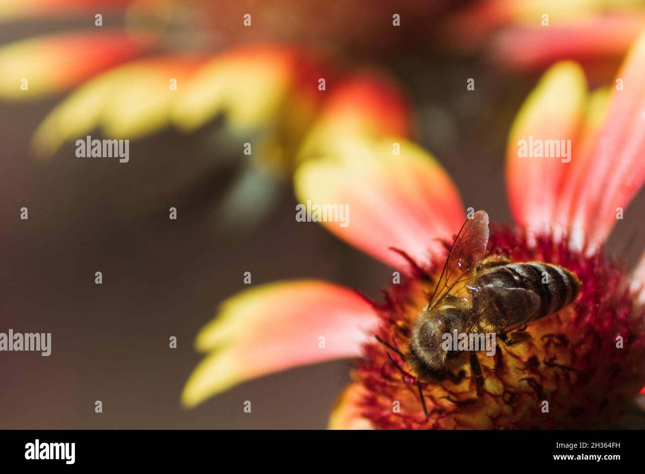 Eine kleine Biene sammelt Pollen, während sie an einem warmen Tag auf einer Echinacea-Blüte sitzt. Stockfoto
