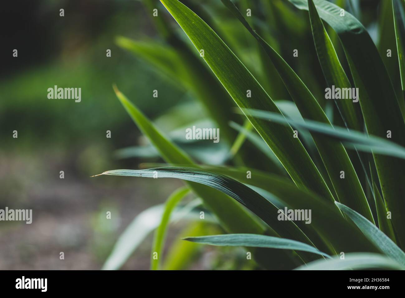 Lange dunkelgrüne Yucca-Blätter. Natürlicher, tropischer Hintergrund. Stockfoto