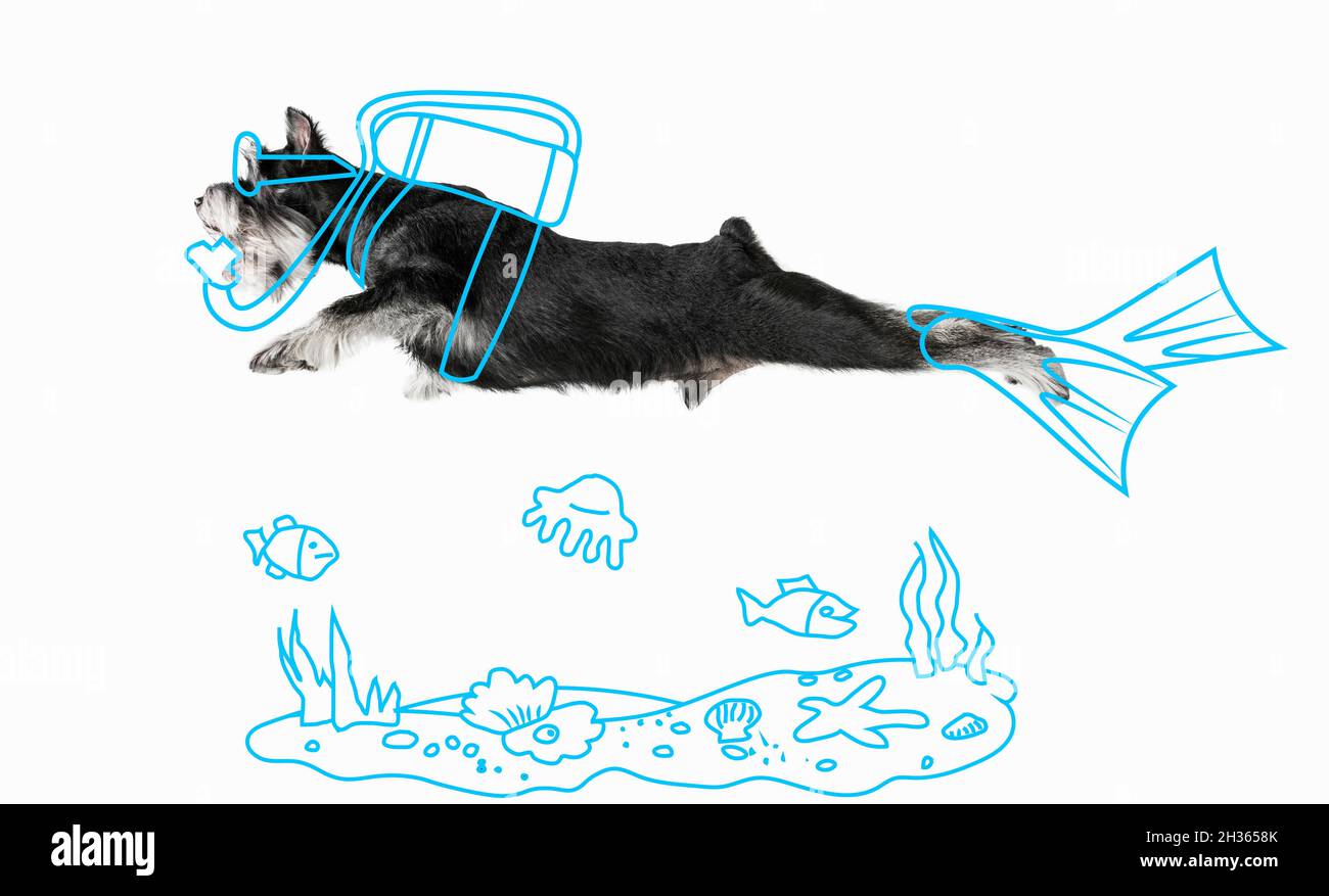 Bildmaterial. Porträt von lustigen schwarzen Hund wie Taucher isoliert auf weißem Studio-Hintergrund mit Zeichnungen. Sommerzeit Stockfoto