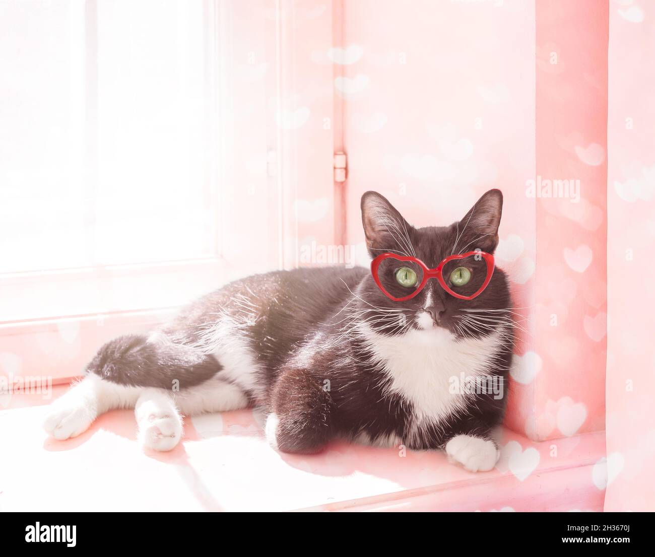 Amüsante schwarz-weiße Katze in roten Gläsern in Herzform liegt auf der sonnenbeleuchteten Fensterbank und schaut in die Kamera. Valentinstag rosa getönte mit Herzen b Stockfoto