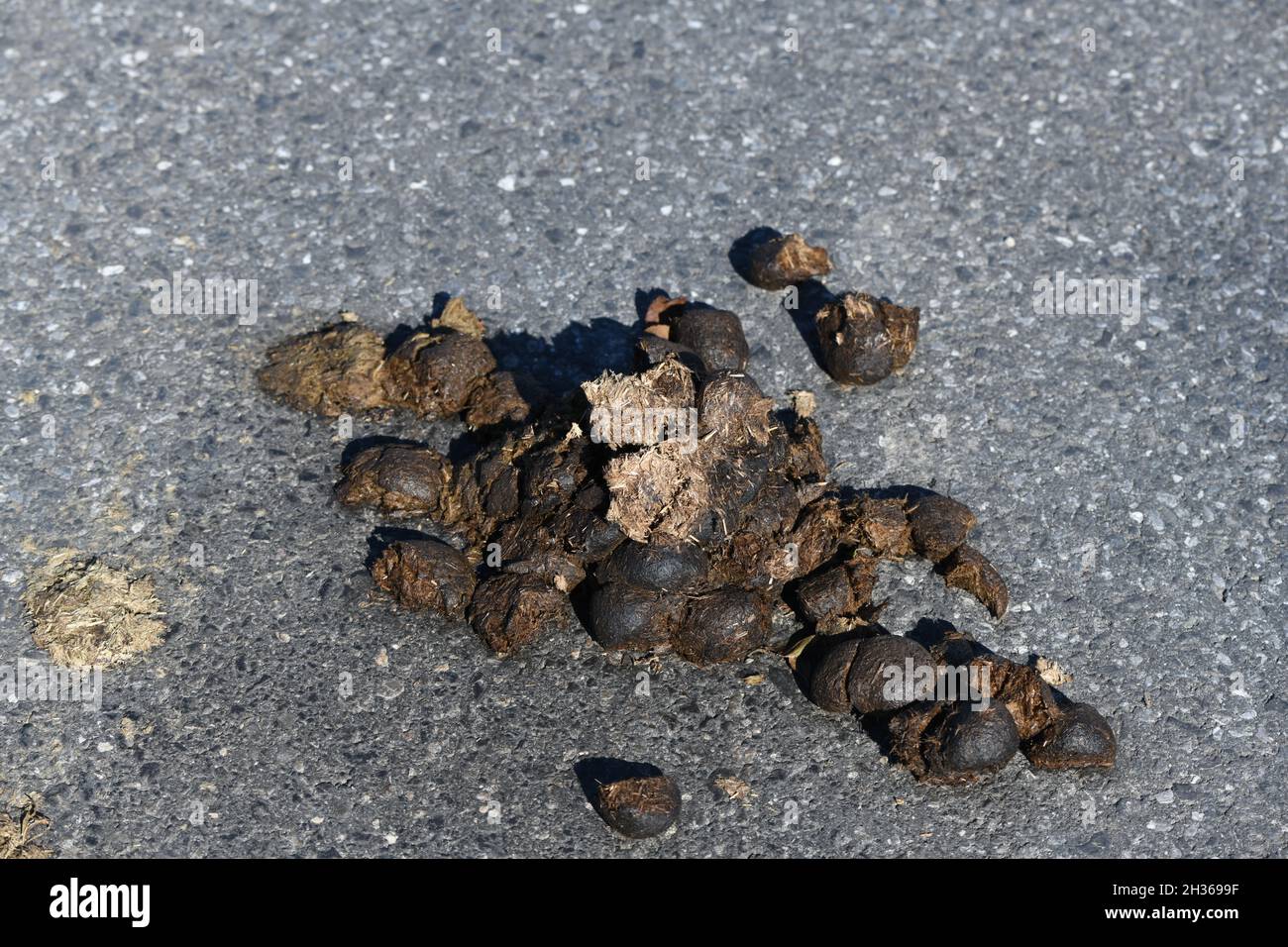Tierische exkremente -Fotos und -Bildmaterial in hoher Auflsung  Alamy