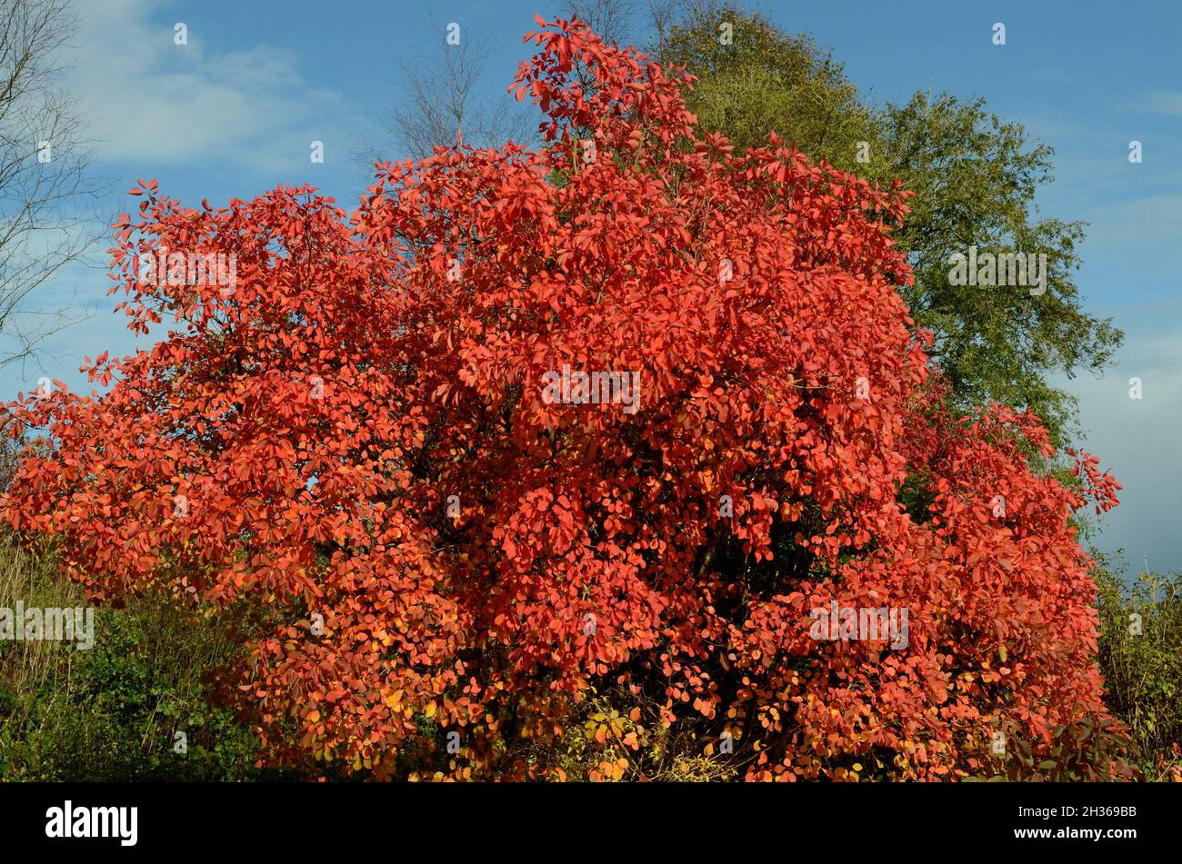 Leuchtend rot orange Blätter des Cotinus Flame Baumes Rauchbaum im Herbst gegen einen blauen Himmel Stockfoto