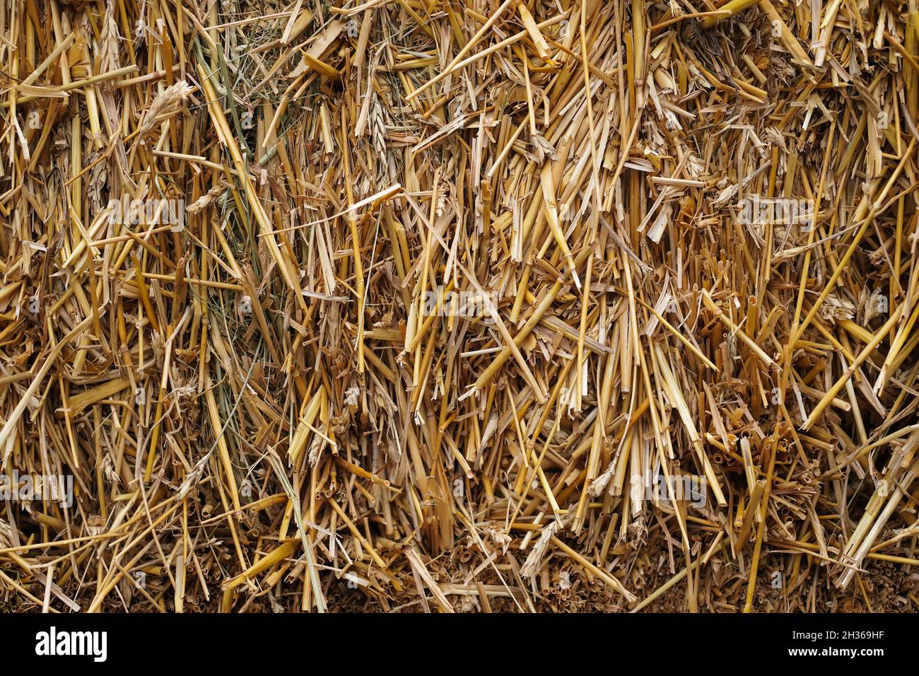 Stroh als Hintergrund. Naturkonzept. Stockfoto