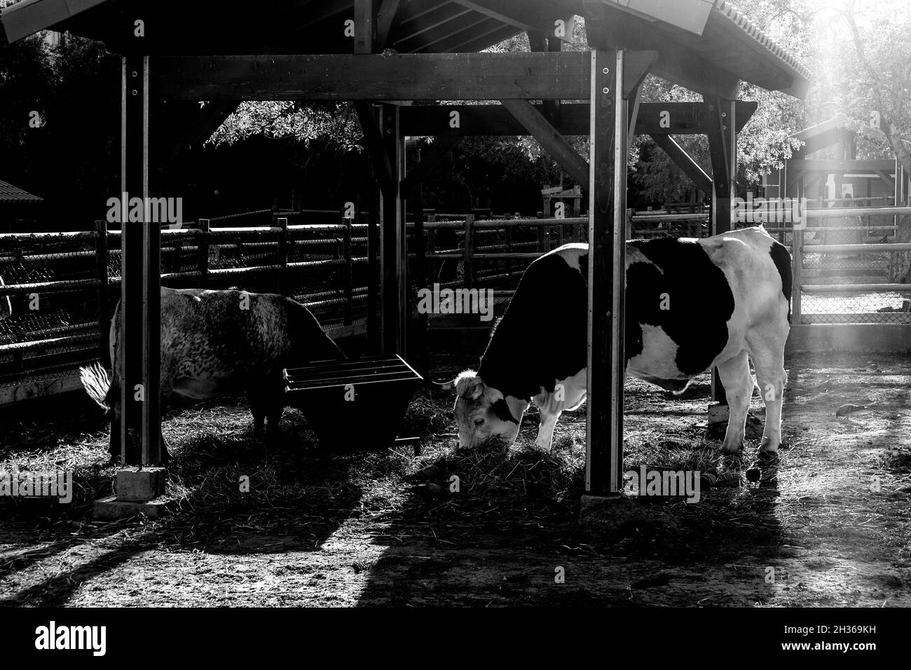 Kühe essen auf einem Bauernhof mit Sonnenuntergang Licht. BW-Version. Stockfoto