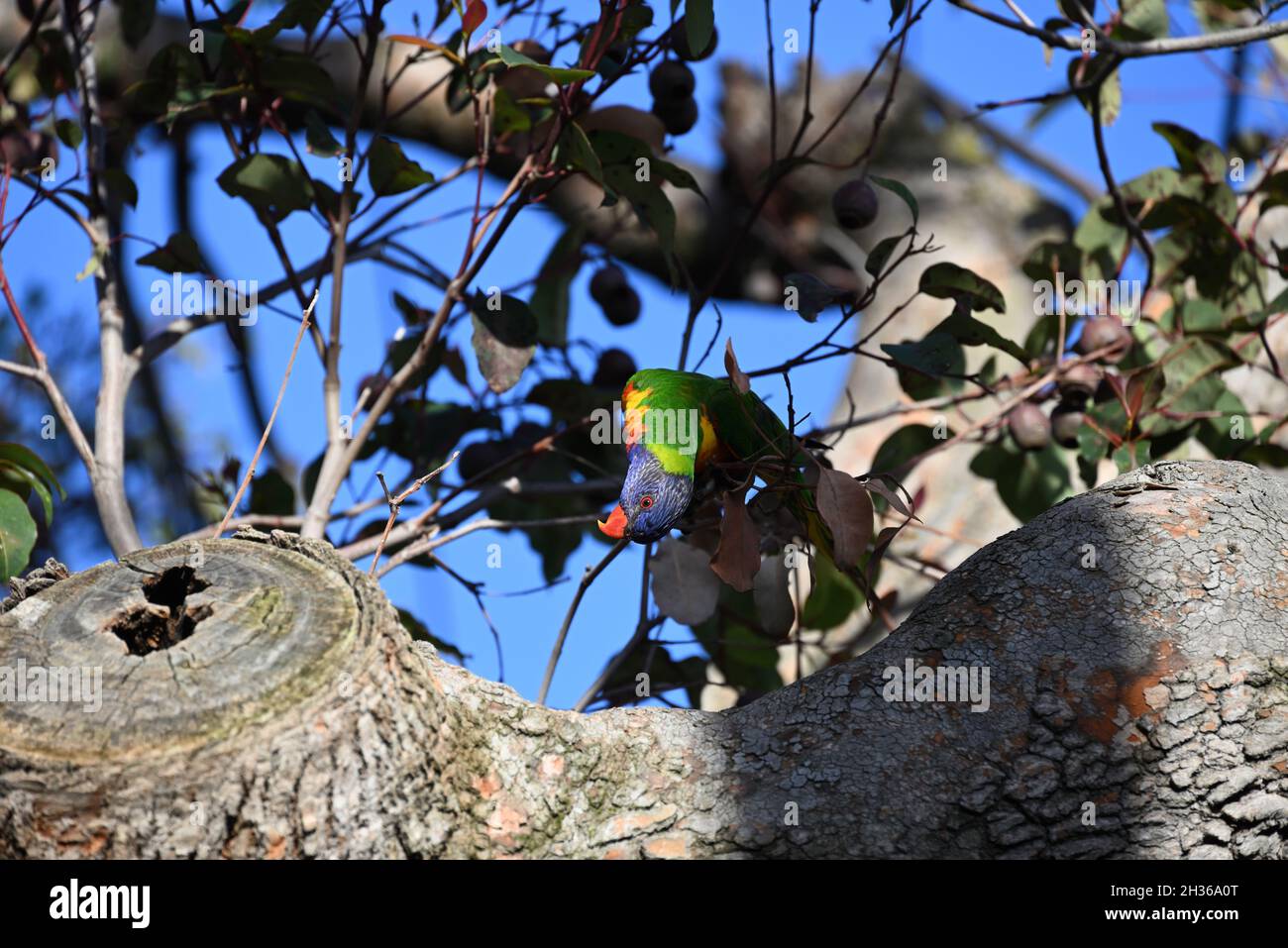 Regenbogenlorikeet in einem Kaugummibaum, den Kopf verstellt, um eine bessere Sicht zu erhalten Stockfoto