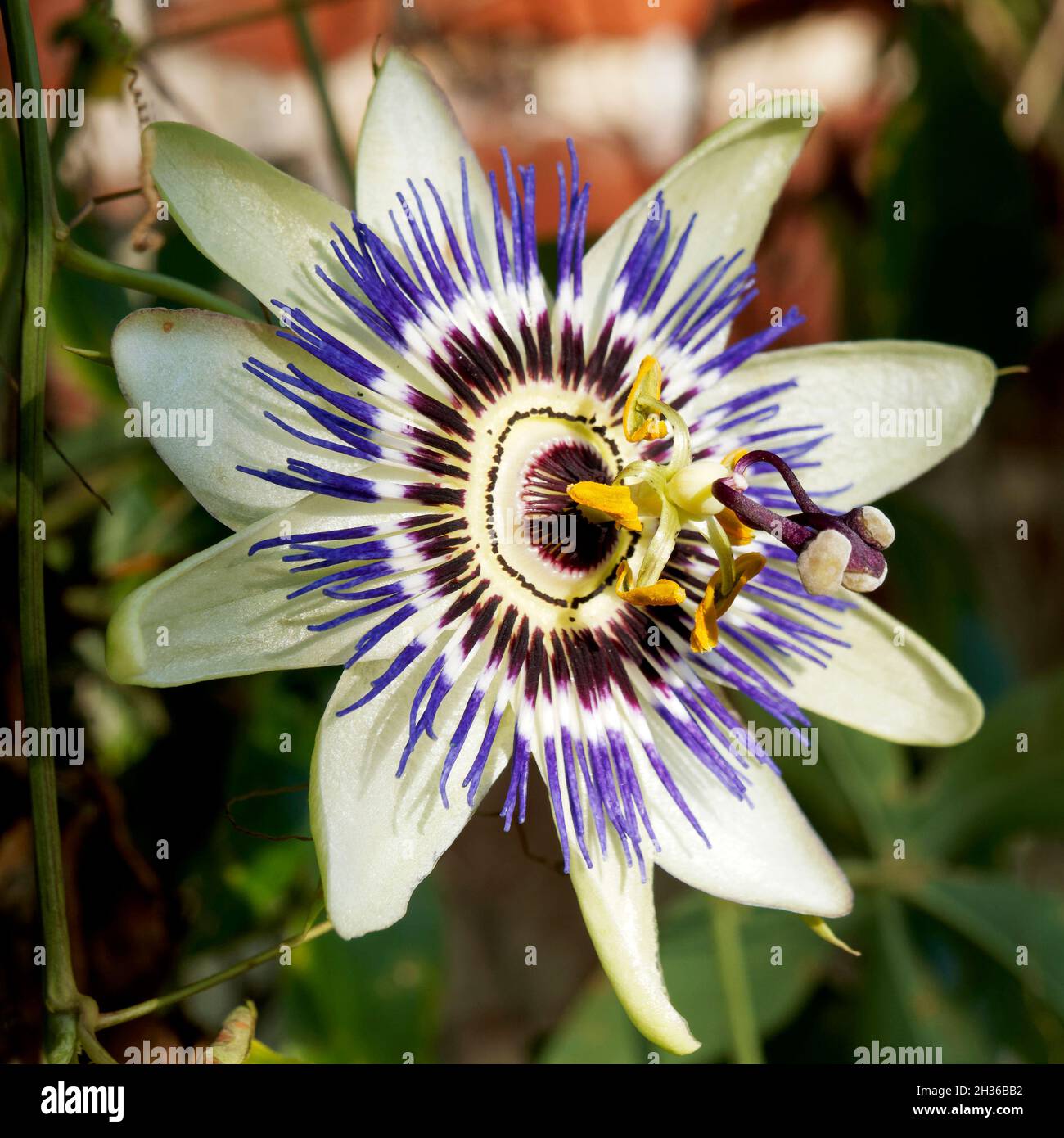 Passiflora (Passionsblume) ist ein immergrüner Kletterer mit exotisch aussehenden Blumen, wie man an diesem Beispiel sehen kann. Stockfoto