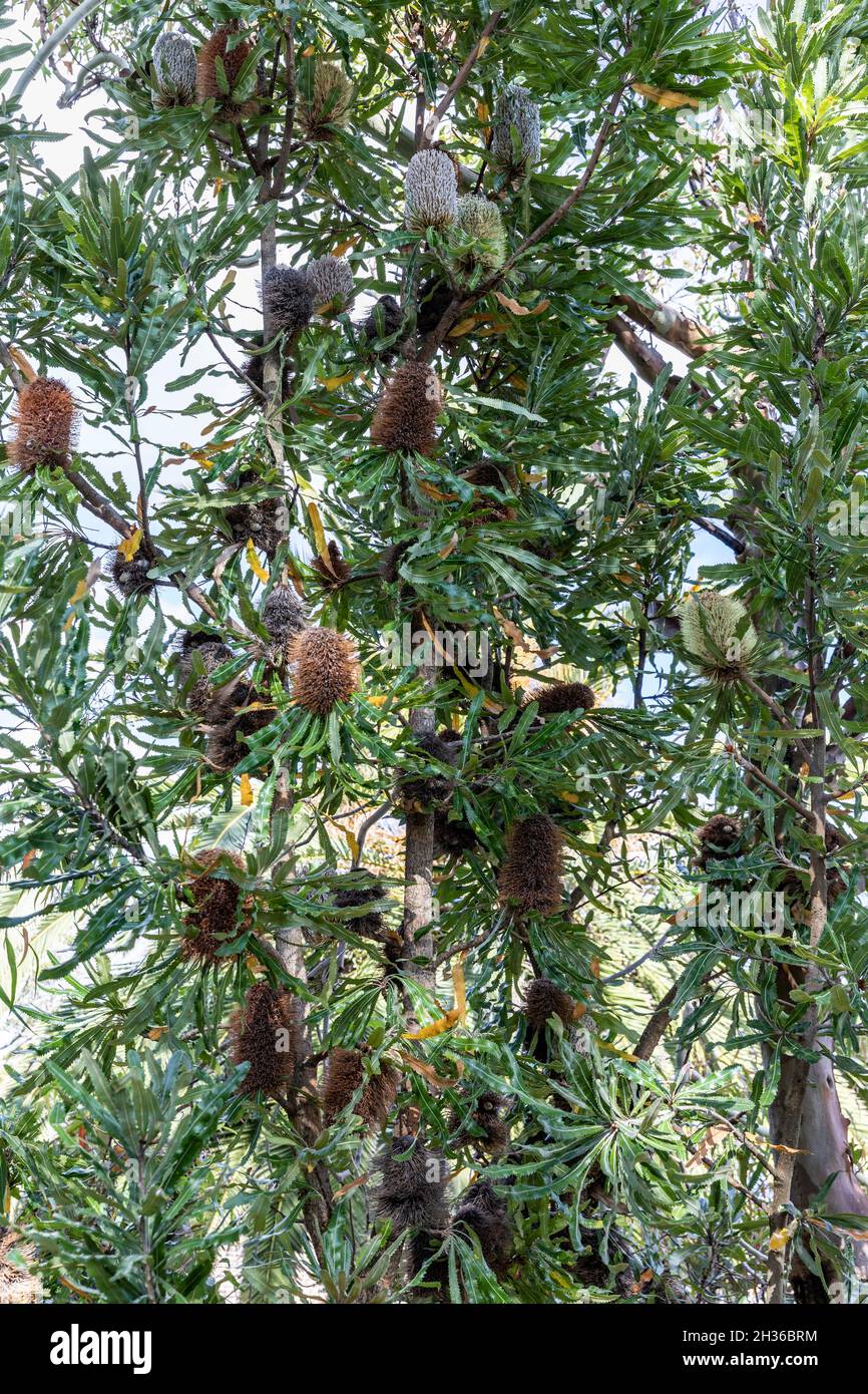 Banksia, australischer Baumstrauch in Avalon Beach, Sydney, Australien Stockfoto