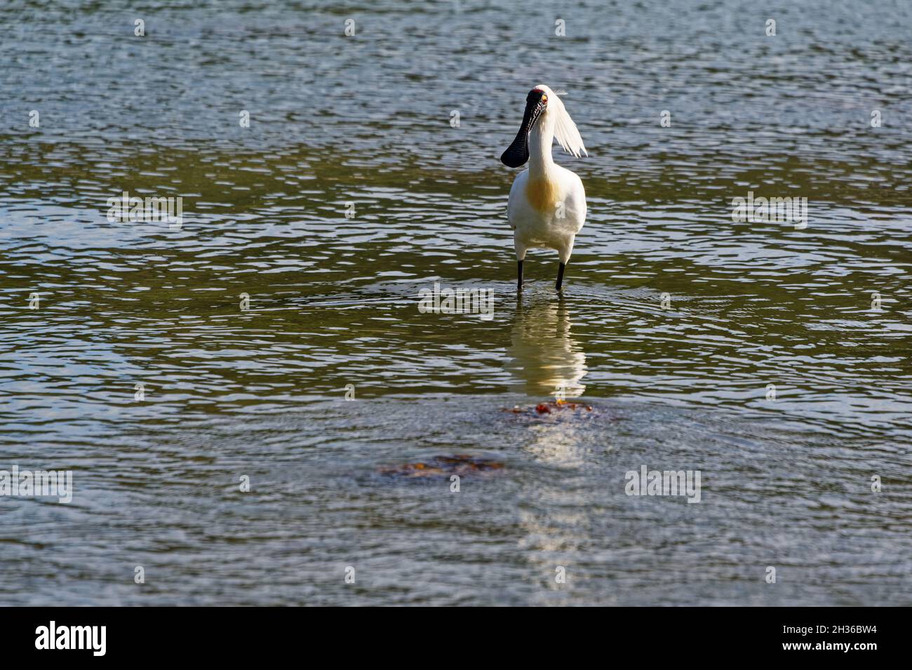 Es ist Zeit für einen königlichen Löffler in Neuseeland Stockfoto