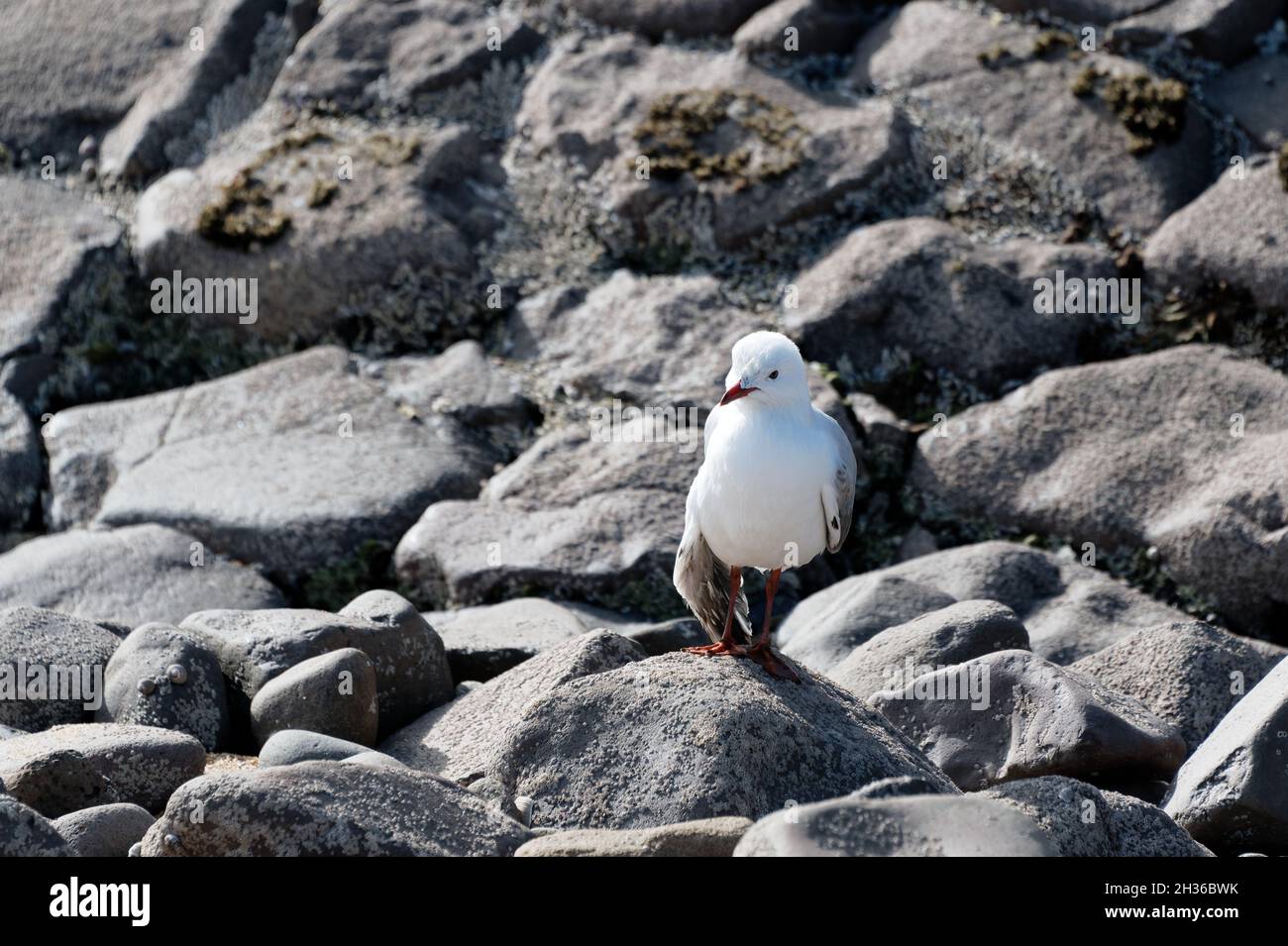 Eine rote Möwe steht auf Felsen. Sein Flügel scheint gebrochen zu sein. Stockfoto