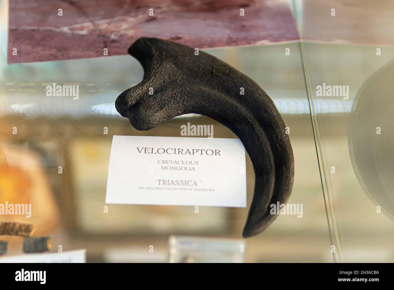 Velociraptor Klaue auch bekannt als Greifkralle. Fossile Dinosaurier Knochen Stockfoto