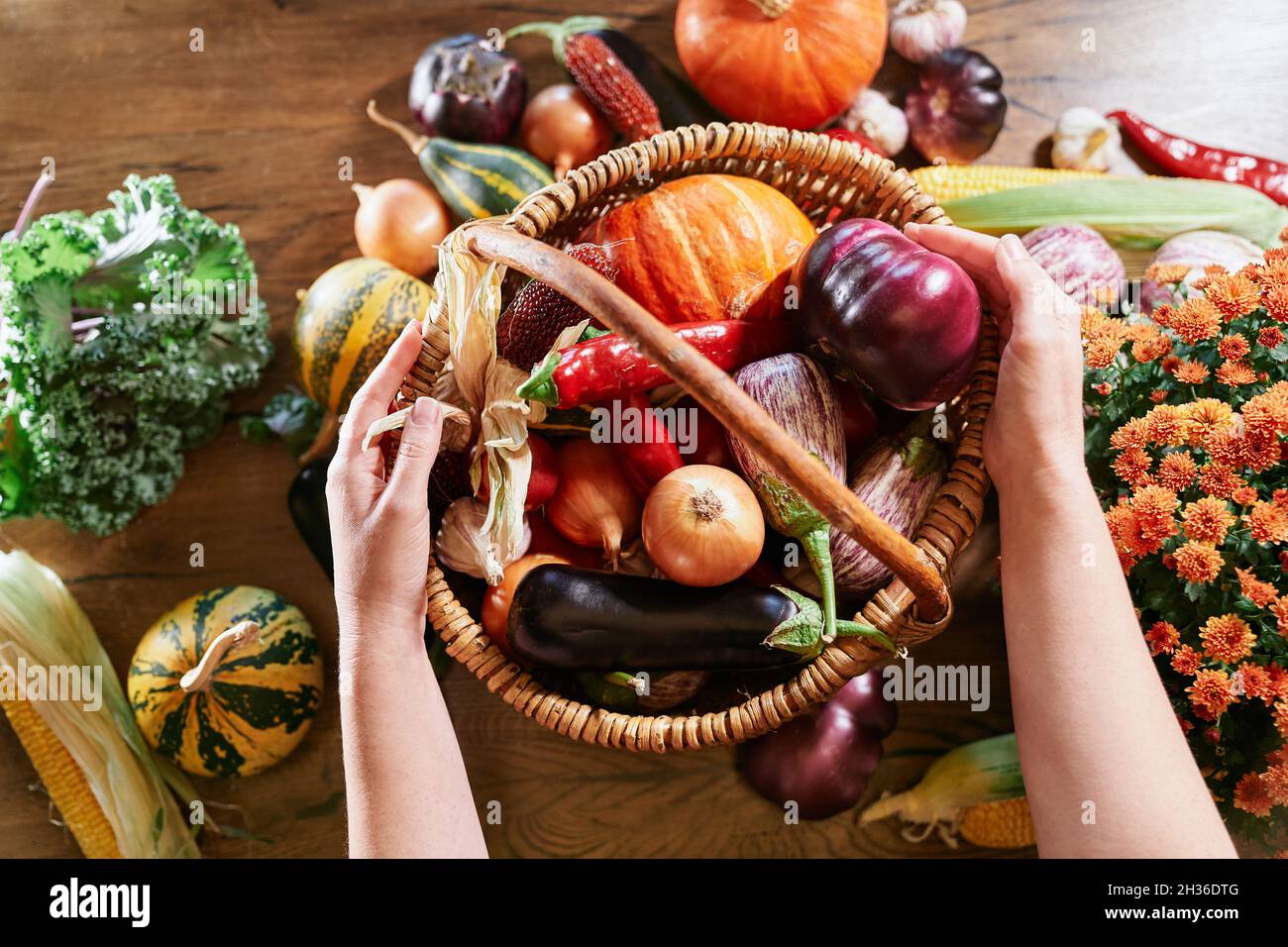 Konzept der Erntezeit. Bio-Gemüse-Konzept: Mais, Kürbis, Tomaten, Zucchini, Auberginen, Pfeffer. Frauenhänden, die Gemüse in einen Korbkorb auf einen Tisch legen. Hochwertige Fotos Stockfoto