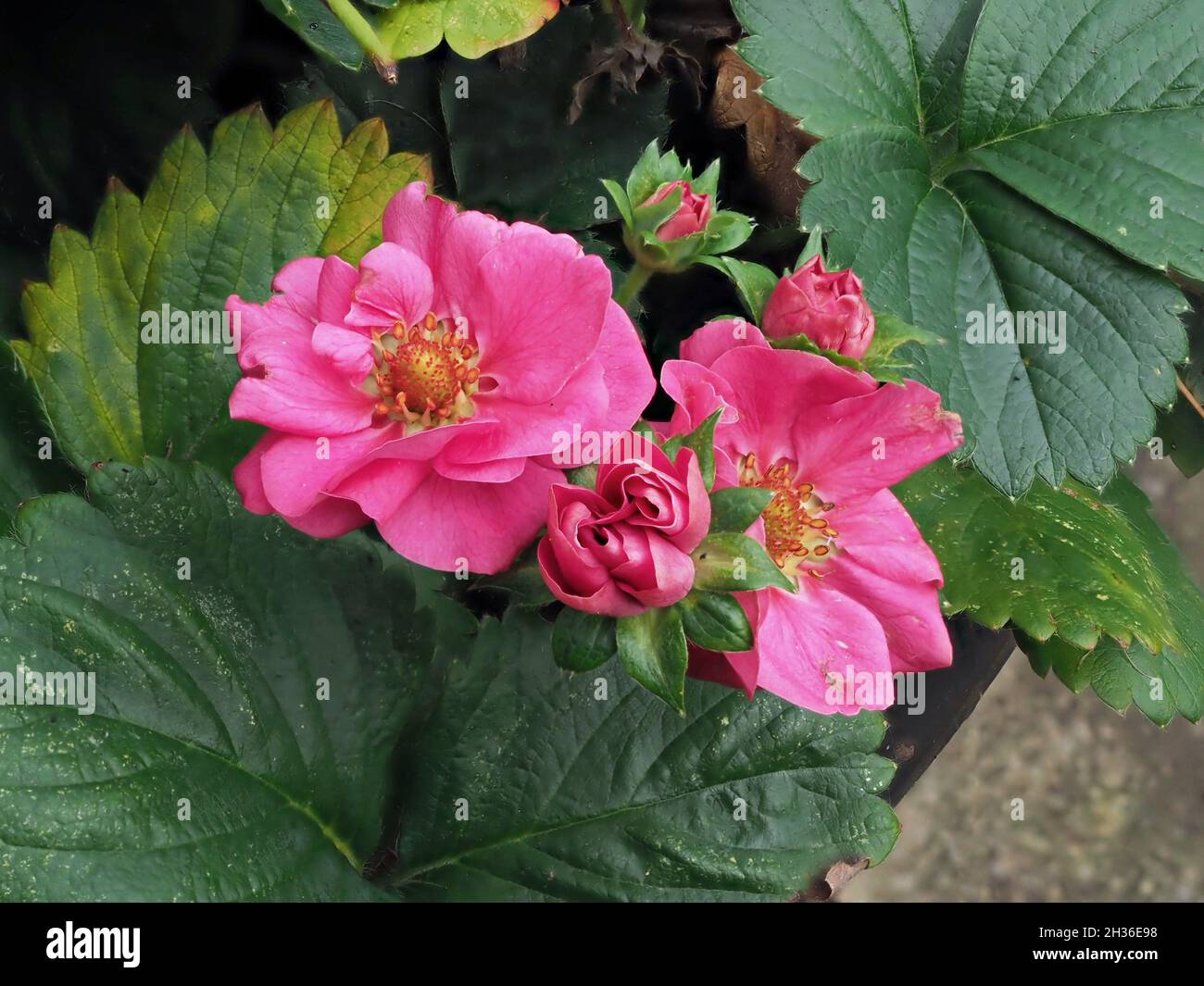 Rosa Blüten auf einer Erdbeerpflanze, Sorte nur Creme hinzufügen Stockfoto