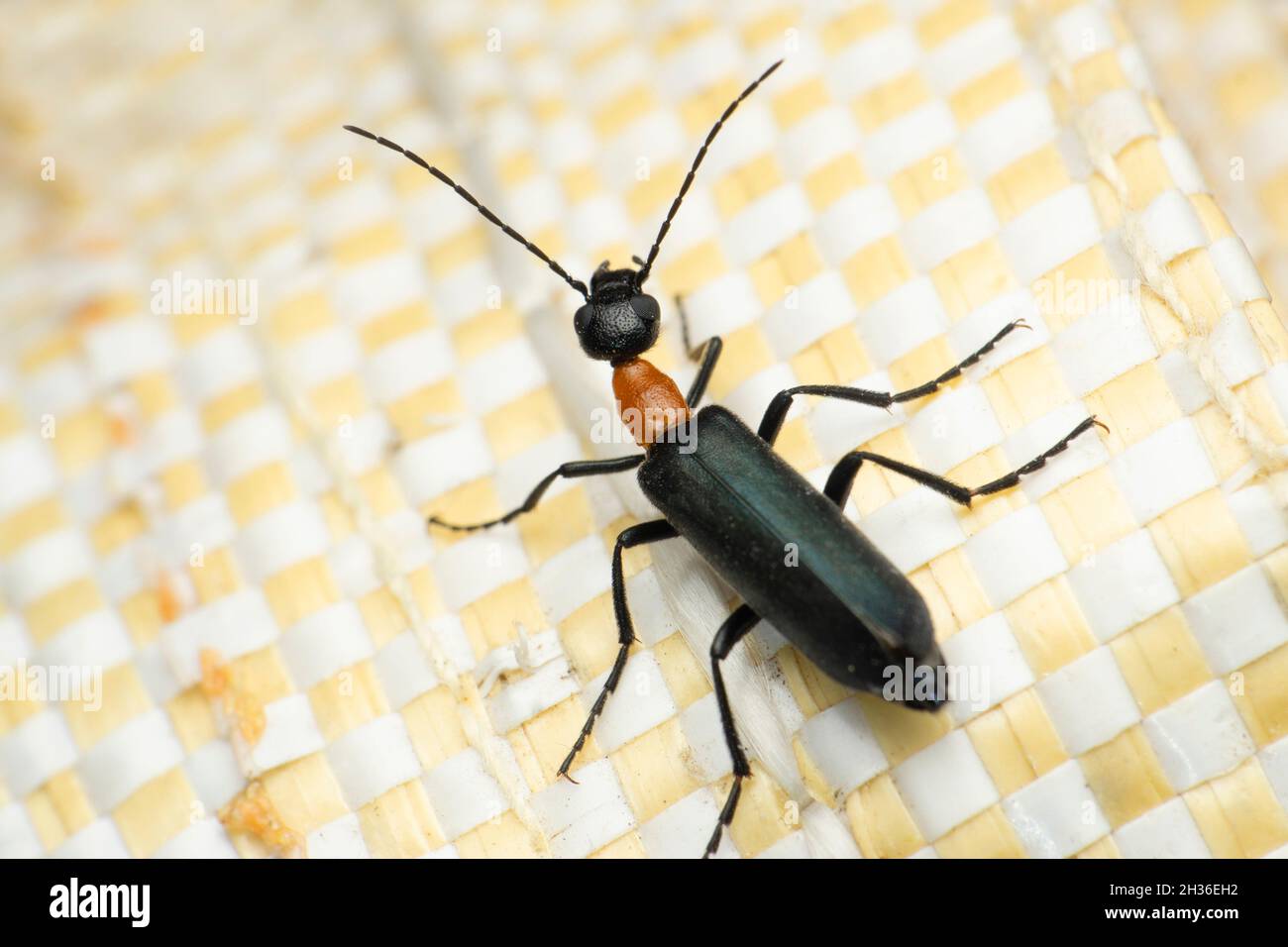 Tomcat Beetle, Paederus littoralis, Satara, Maharashtra, Indien Stockfoto