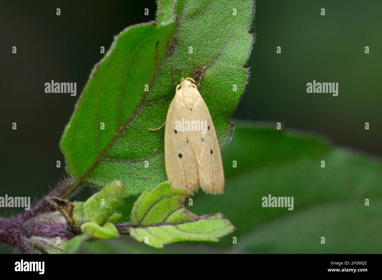 Tyta luctuosa ist eine Nachtfalter, Satara, Maharashtra, Indien Stockfoto