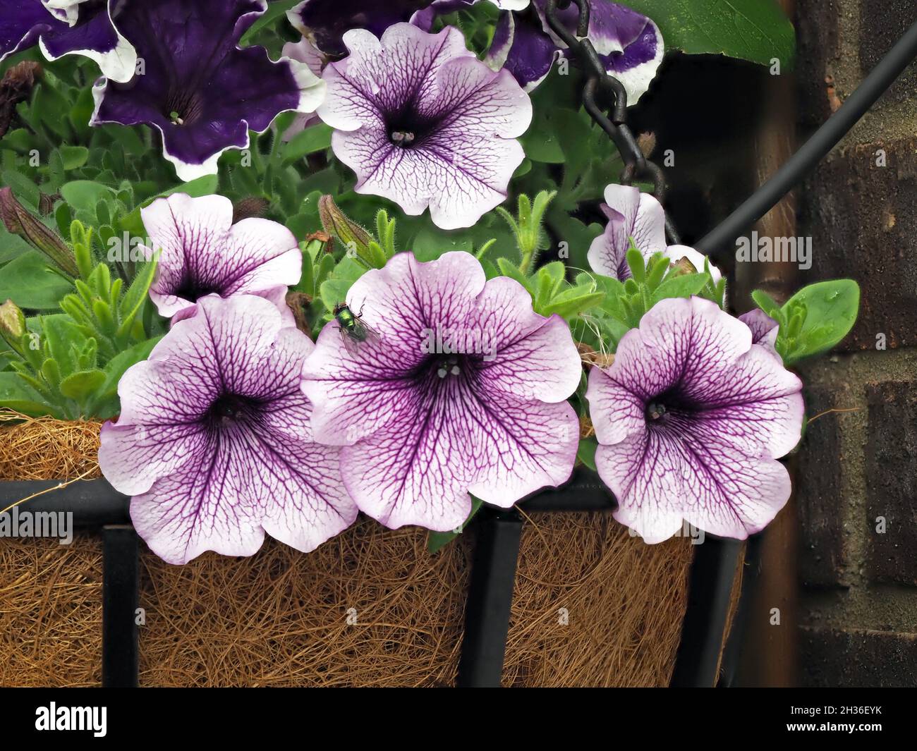 Lila Petunia blüht in einem hängenden Korb Stockfoto