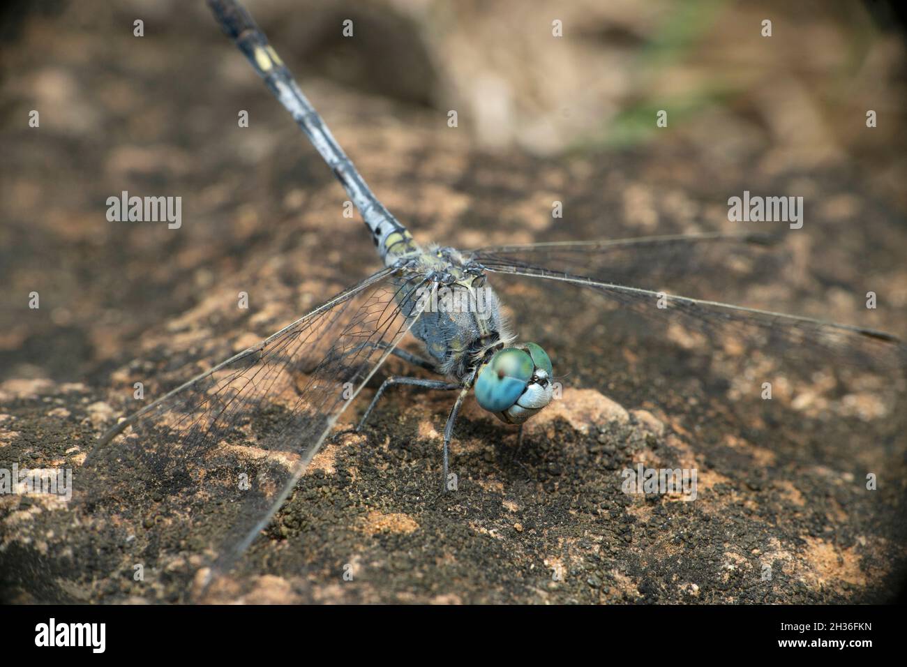 Blauer Skimmer Libelle, Diplacodes trivialis, Satara, Maharashtra, Indien Stockfoto