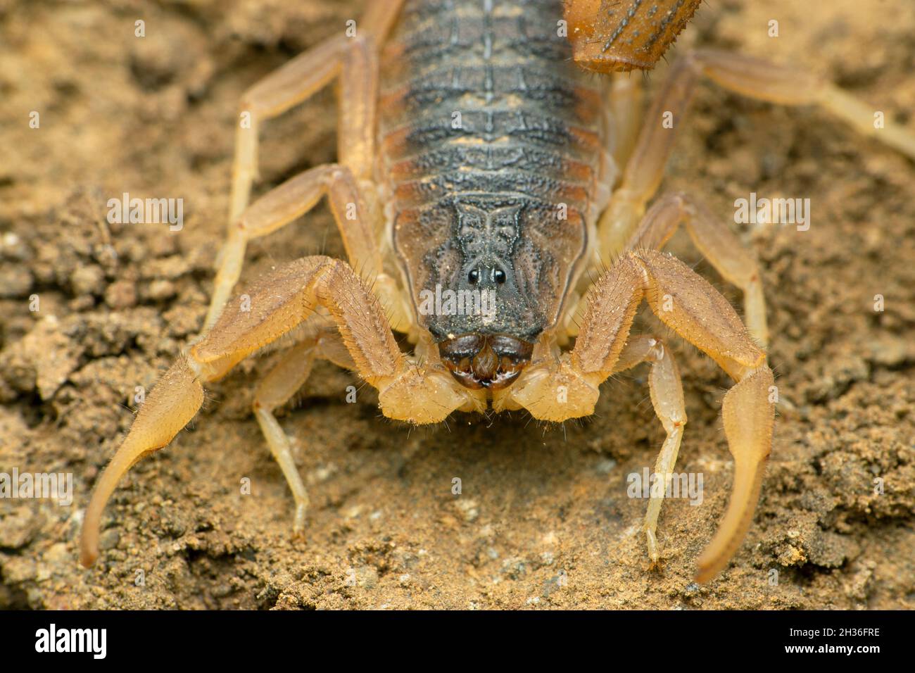 Indischer roter Skorpion, Hottotta tamulus, Satara, Maharashtra, Indien Stockfoto