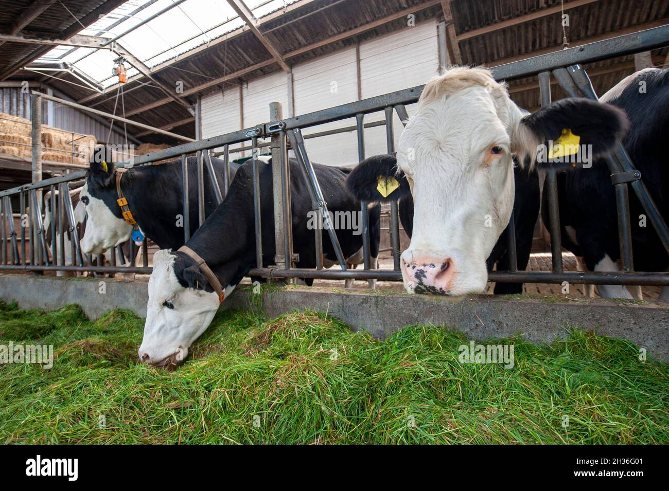 Kühe in einem Kuhstall auf einem niederländischen Bauernhof, die frisches Gras essen. Stockfoto