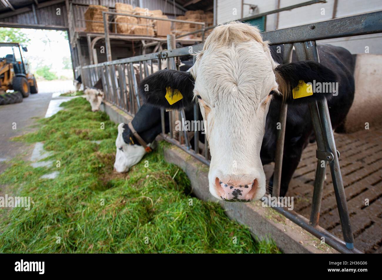 Kühe in einem Kuhstall auf einem niederländischen Bauernhof. Stockfoto