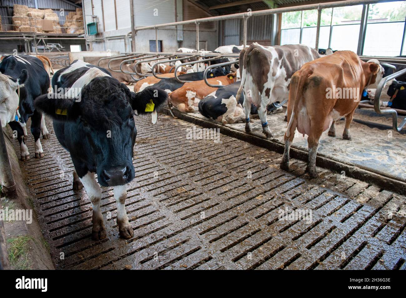 Kühe in einem Kuhstall auf einem niederländischen Bauernhof. Stockfoto