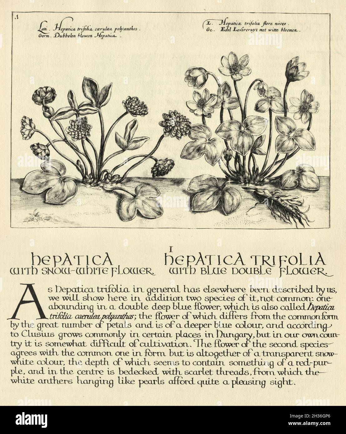 Vintage Illustration von Hepatica, Leberblatt oder Leberkraut aus Hortus Floridus von Crispin de Passe Stockfoto