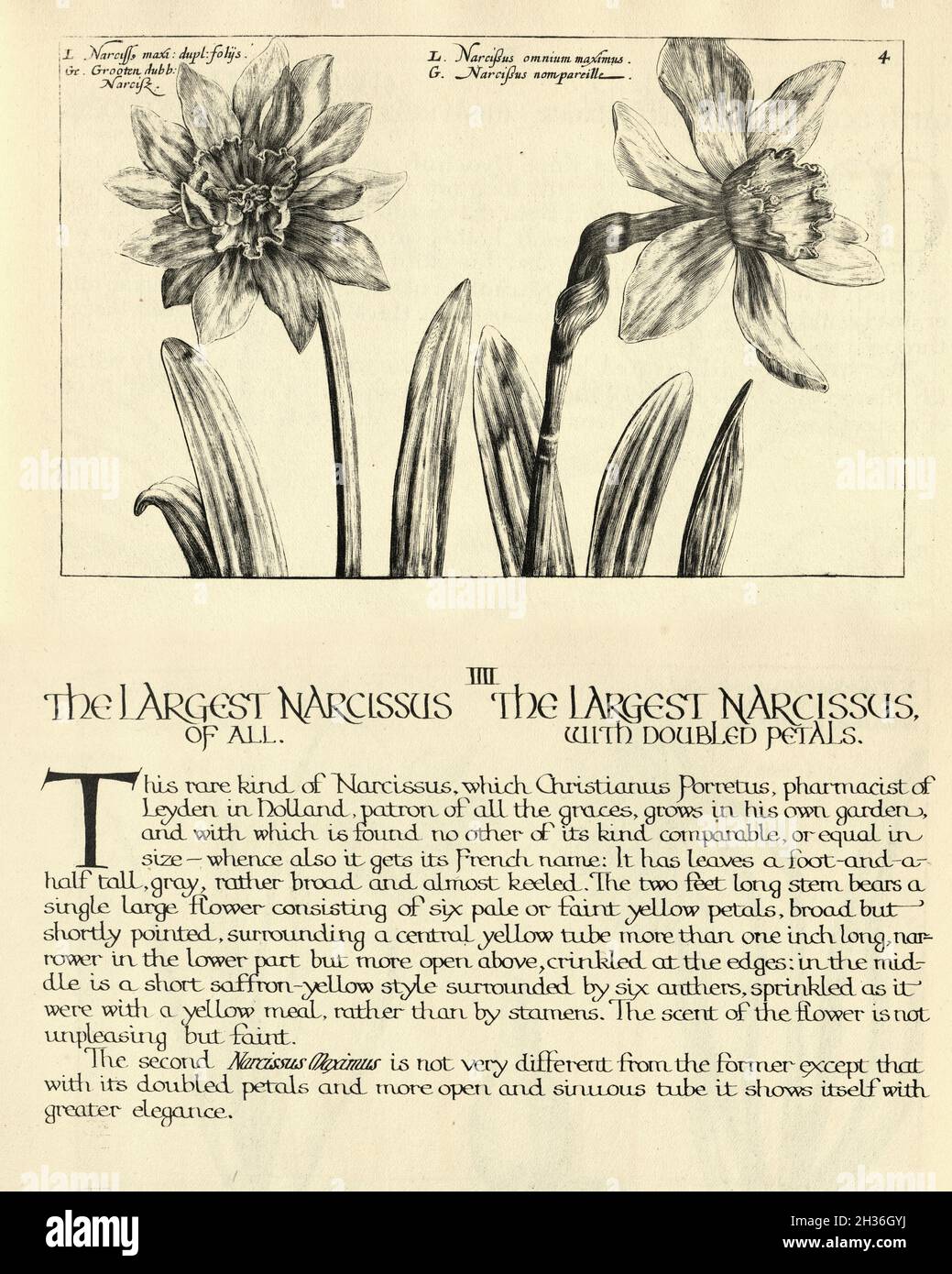 Botanischer Druck der größten Narcissusm-Narzissen aus Hortus Floridus von Crispin de Passe, Vintage-Illustration Stockfoto