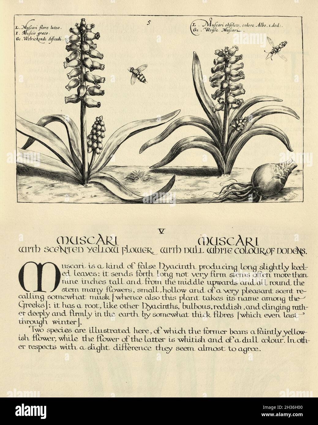 Botanischer Druck von Muscari, Traubenhyazinthe von Hortus Floridus von Crispin de Passe, Vintage Illustration Stockfoto