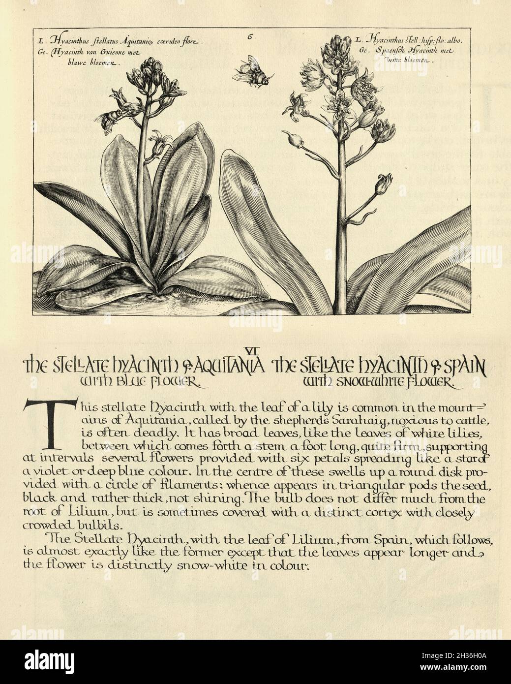 Botanischer Druck von Stellathyazinthe von Aquitania und Stellathyazinthe von Spanien aus Hortus Floridus von Crispin de Passe, Vintage Illustration Stockfoto