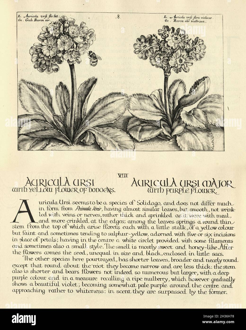 Botanischer Druck von Auricula ursi und Auricula ursi major aus Hortus Floridus von Crispin de Passe, Vintage Illustration Stockfoto
