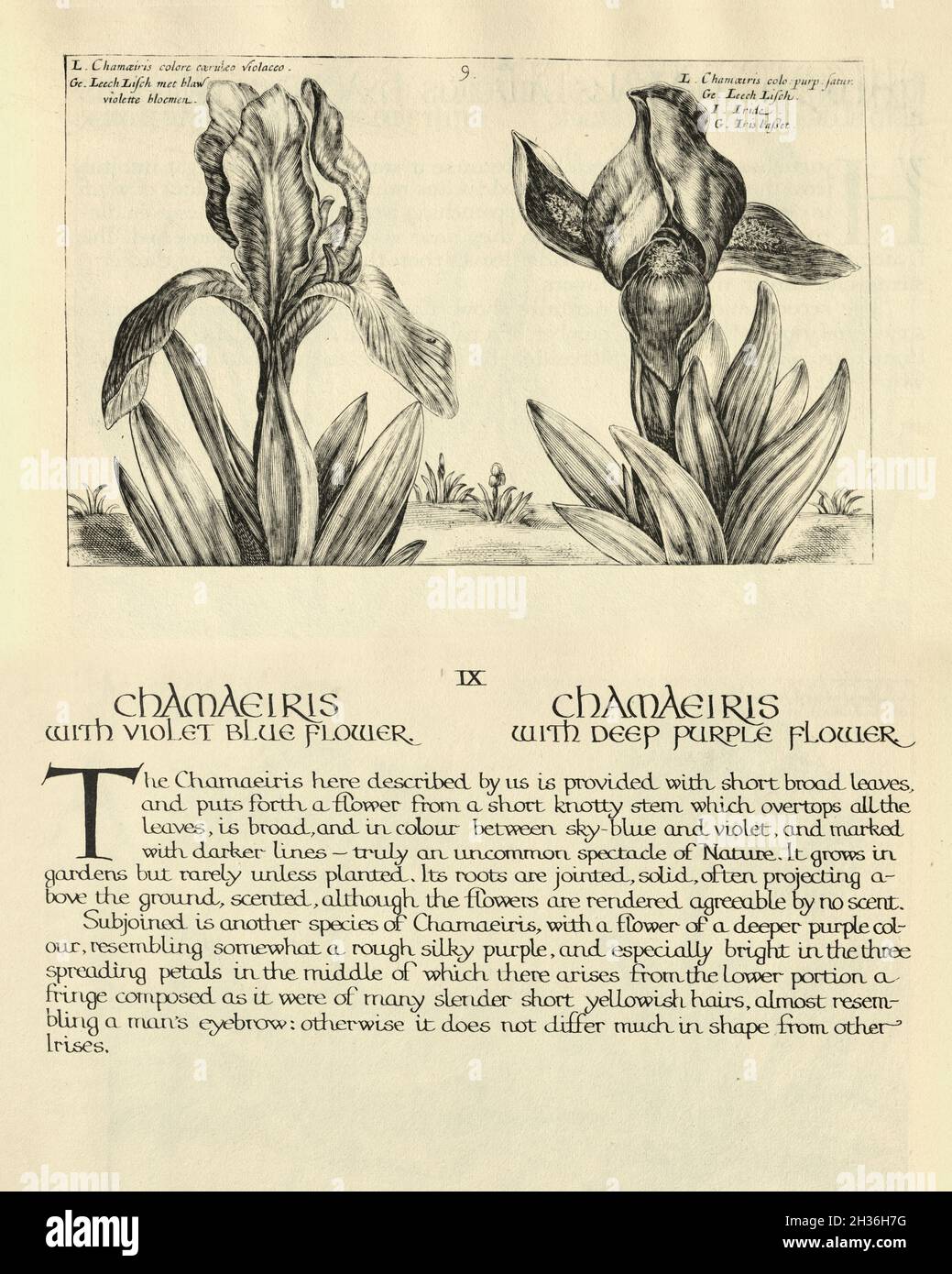 Botanischer Druck von Chamaeiris, Iris, aus Hortus Floridus von Crispin de Passe, Vintage Illustration Stockfoto