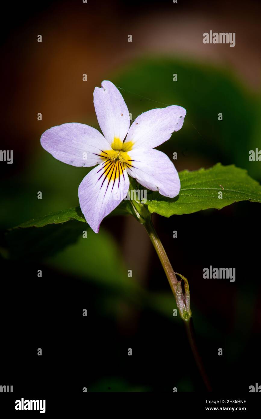 Ich fotografierte diese zarte Frühlingswildblume, kanada violett, in einem Land Trust Preserve in der Nähe unseres Hauses im zentralen Door County Wisconsin. Stockfoto