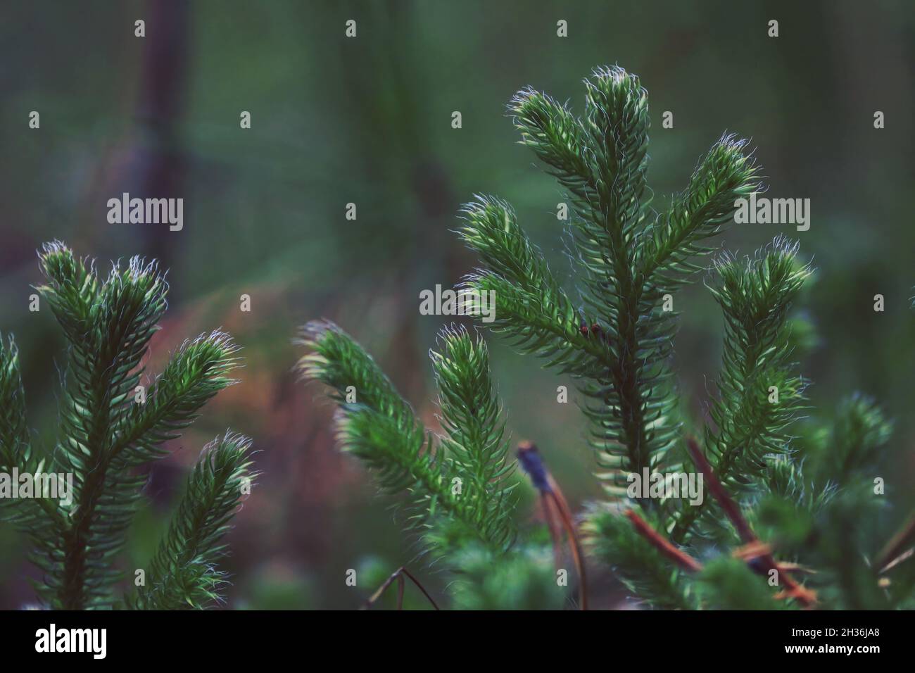 Lycopodium clavatum, Common Club-Moos, Running Clubmoss, Stag's Horn, Hirsch-Horn Clubmoos. Grüne Triebe aus Vereinsmoos mit leuchtend blauen Zotten. Stockfoto