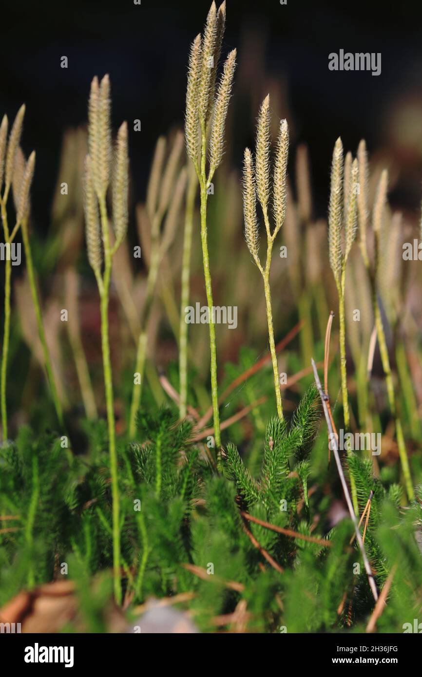 Lycopodium clavatum, gemeiner Club-Moos, Hirschhorn, laufende Kiefer, Hirschhorn-Clubmoos. Vertikale Triebe mit sporophylls von laufendem Clubmoss. Stockfoto