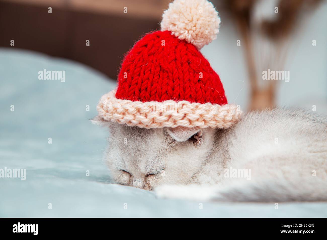 Weißes britisches Kätzchen schläft auf einer grauen Decke in rot gestricktem Weihnachtsmütze. Stockfoto