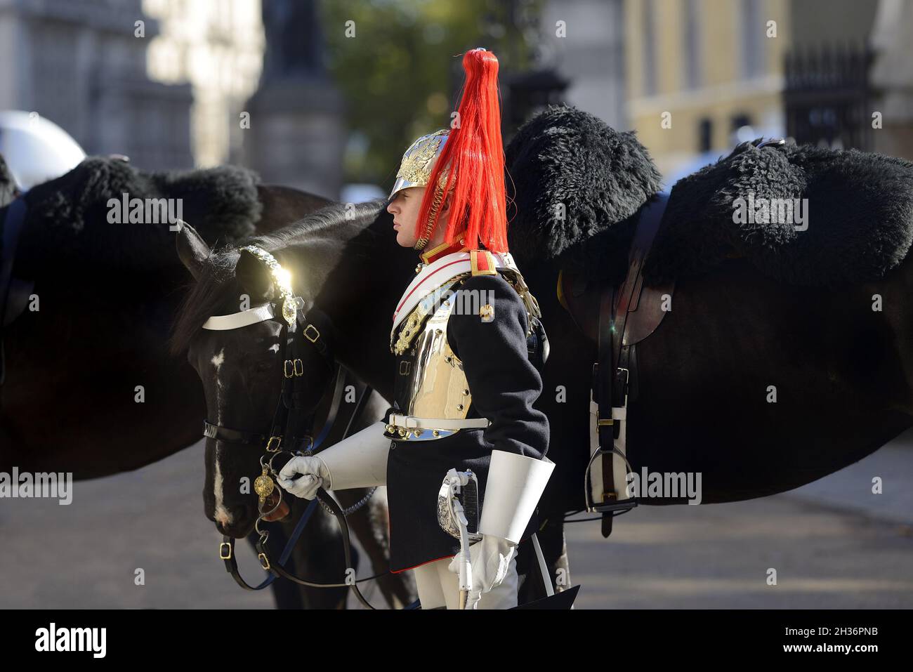 London, England, Großbritannien. Mitglied der Blues & Royals, Household Cavalry, bei der Horse Guards Parade während des morgendlichen Wachwechsels Stockfoto