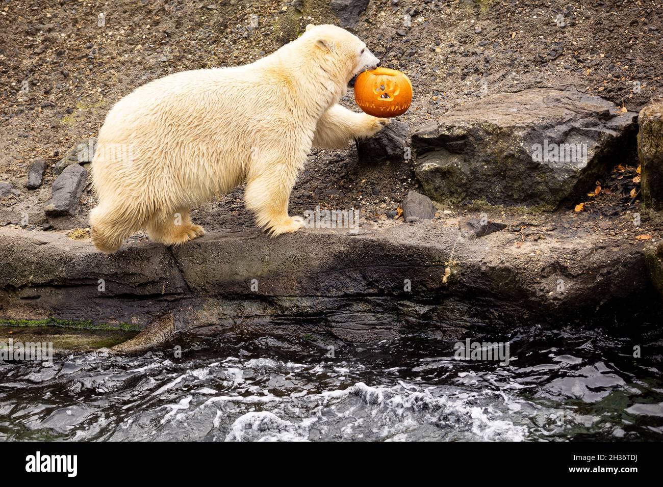 Halloween polar bear -Fotos und -Bildmaterial in hoher Auflösung – Alamy