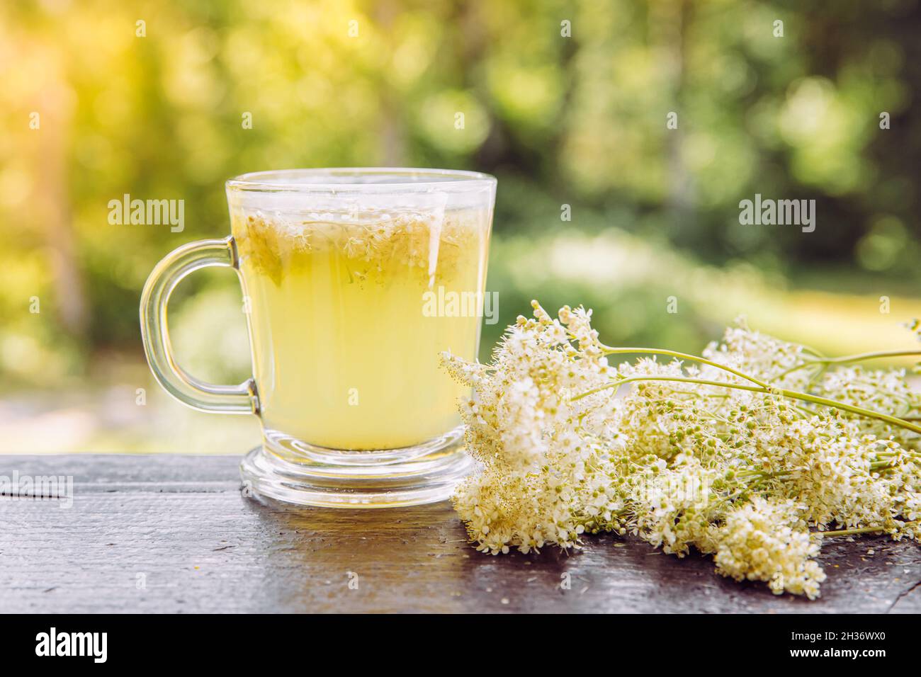 Frische Meadowsweet, Filipendula ulmaria Blumen Tee Infusion in Teetasse und frisch gepflückte Blume daneben. Hintergrundbeleuchtung. Stockfoto