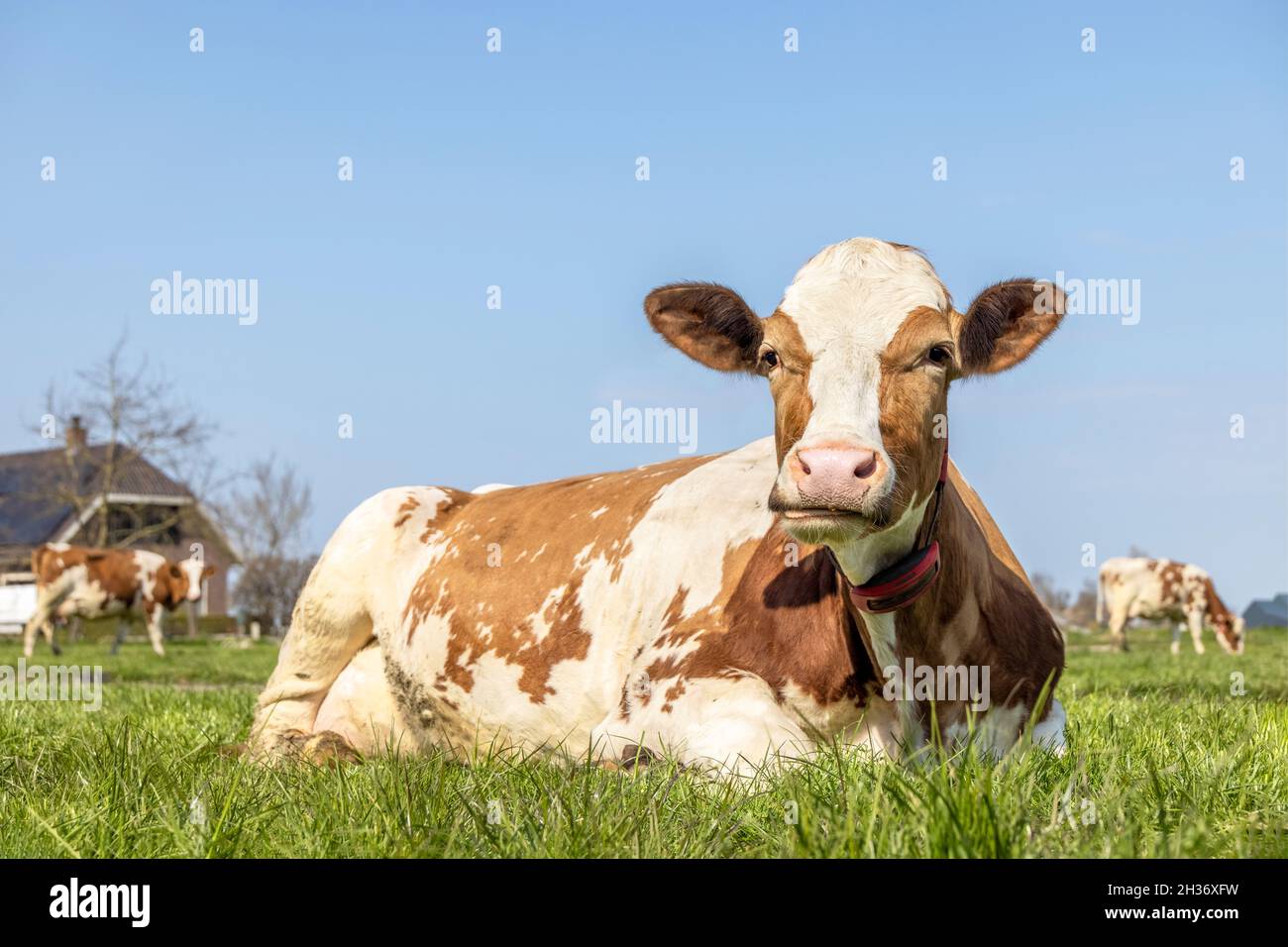 Eine Kuh, die den Mund aufkaut und rot und weiß auf einer faulen Weide wiederkäut Stockfoto