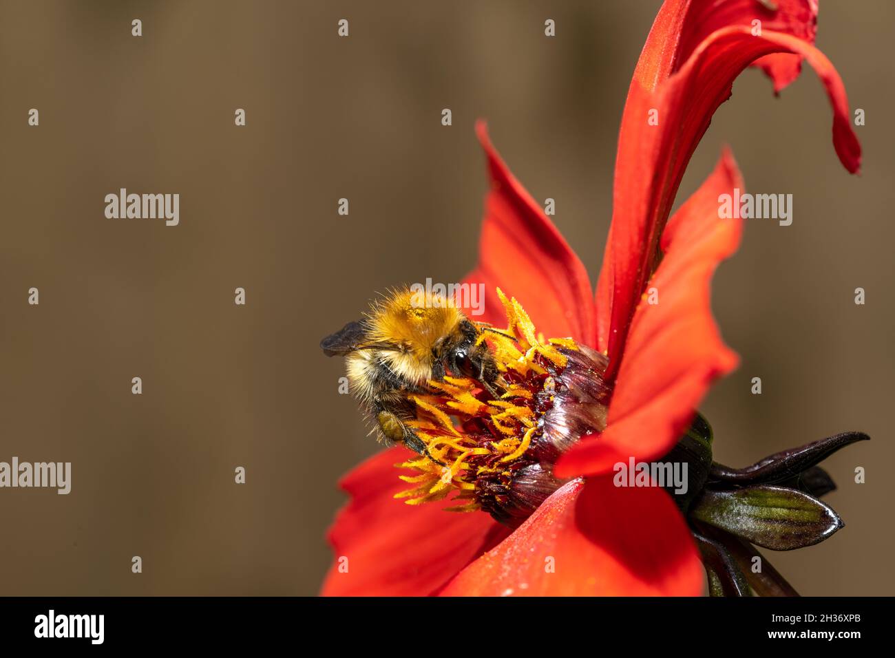 Nahaufnahme einer Biene oder Honeybee, APIs Mellifera Sammeln von Pollen aus einer roten Gartenblume im Sommer. Stockfoto