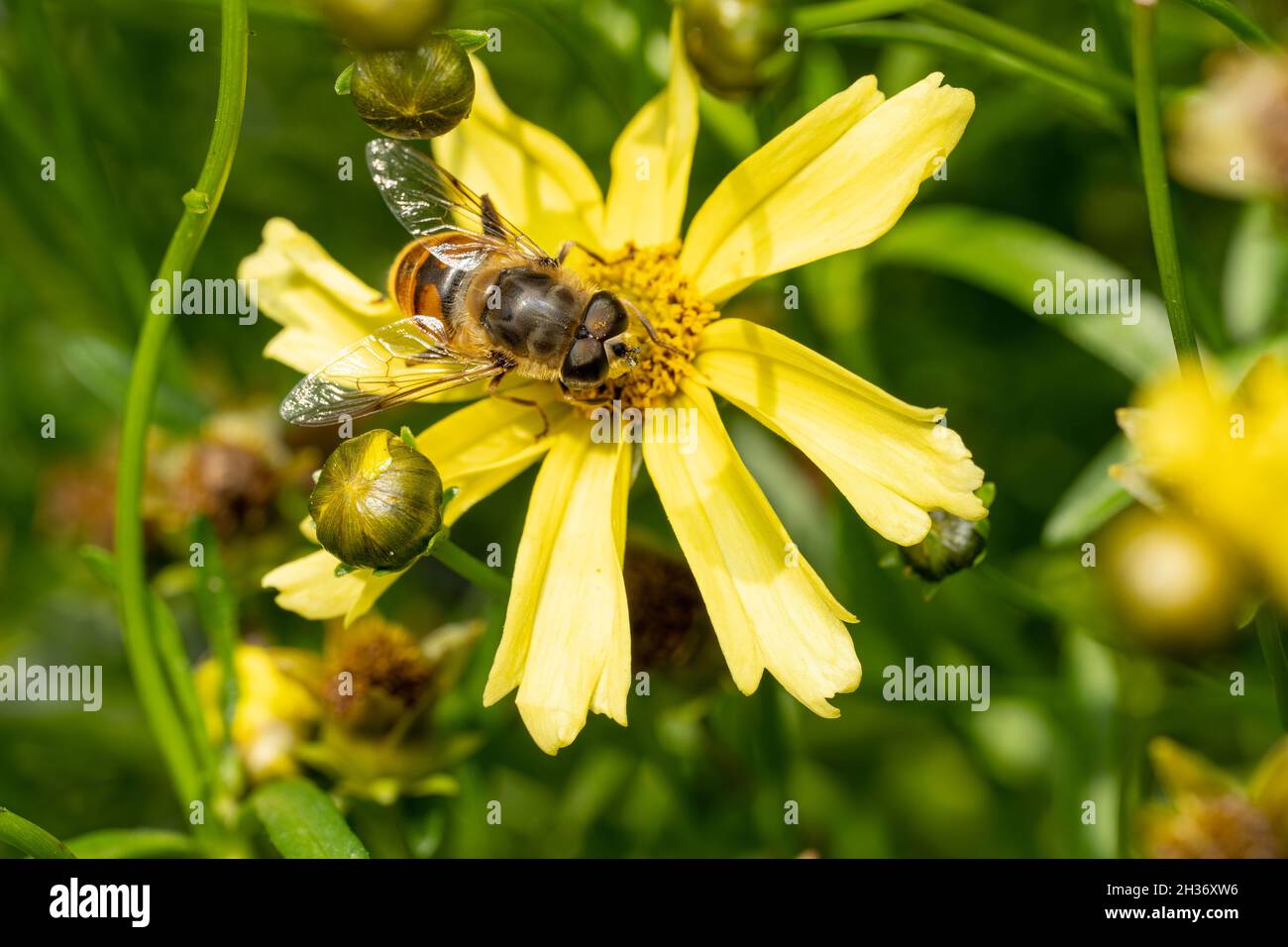 Nahaufnahme einer Biene oder Honeybee, APIs Mellifera Sammeln von Pollen aus einer gelben Gartenblume im Sommer. Stockfoto