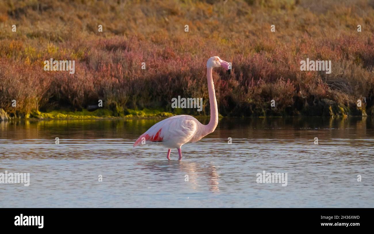 Herde von Flamingos in ihrem natürlichen Ökosystem, Phoenicopterus Stockfoto