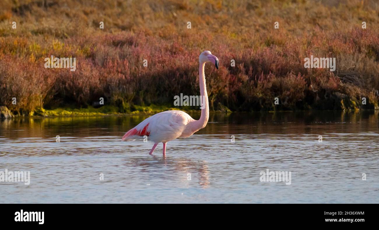 Herde von Flamingos in ihrem natürlichen Ökosystem, Phoenicopterus Stockfoto