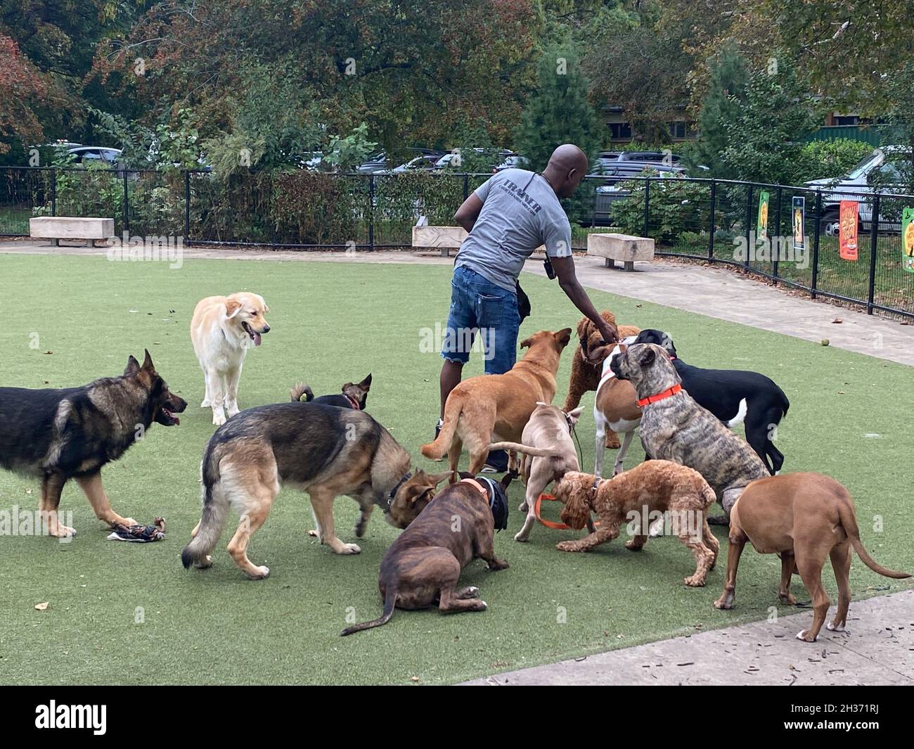 Professioneller Hundewanderer und Trainer arbeitet mit einer Packung meist großer Hunde bei AT Dog, die von Prospect Park, Brooklyn, New York, betrieben wird. Stockfoto