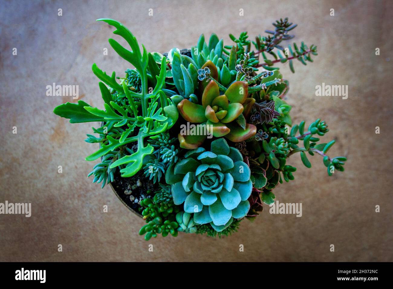 Sukkulente Pflanzen in runder Terrarienzusammensetzung aus einem hohen Blickwinkel Stockfoto