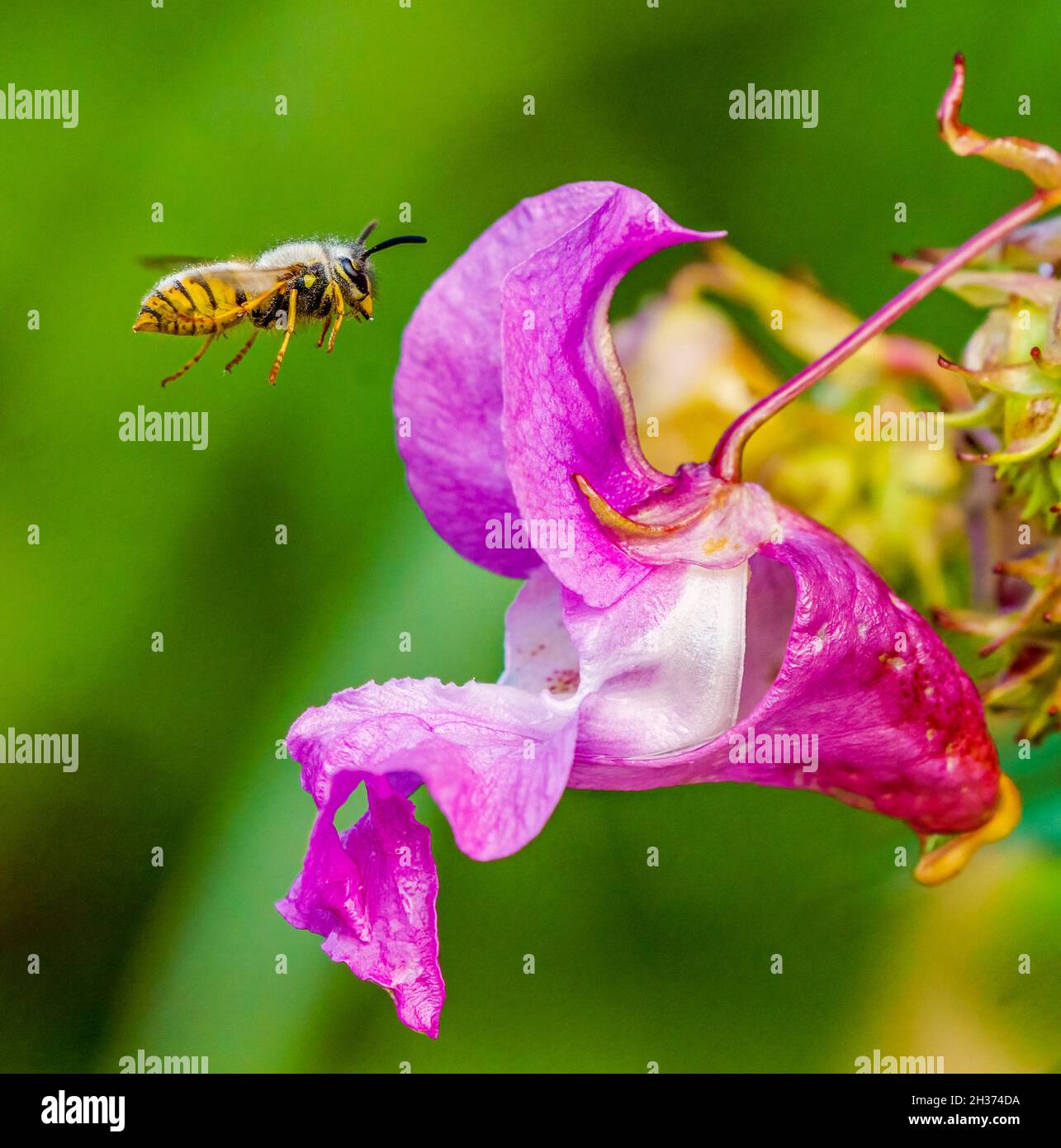 Hoverfly von der Sukkulenz der sommerlichen Wildblumen angezogen Stockfoto