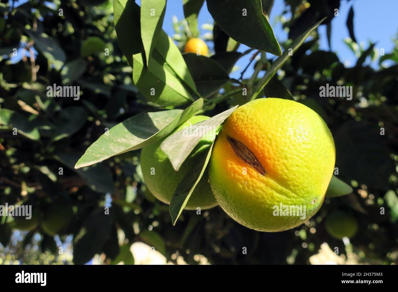 Ein Riss in einer orangen Frucht während der Reifung Ende Oktober in Ayia Napa Zypern Stockfoto