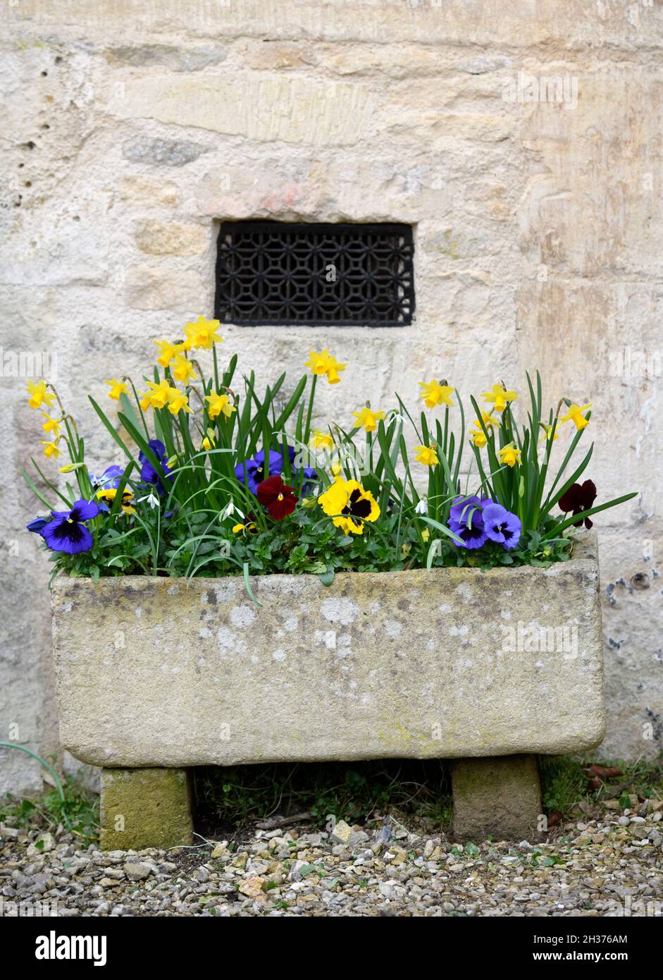 Ein Cotswold-Steintrog mit Frühlingsblumen. Stockfoto