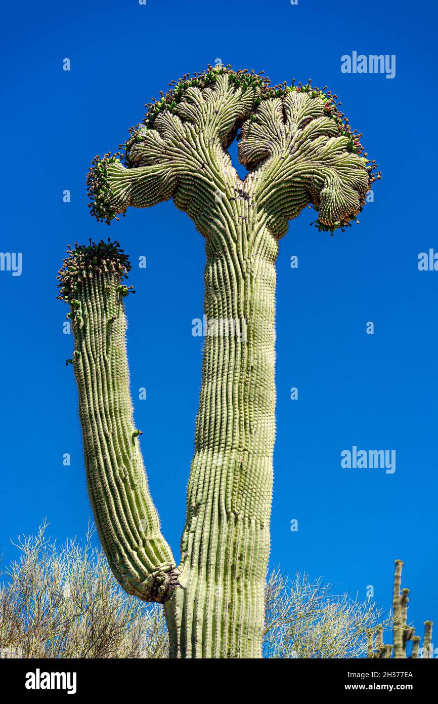 Ein Kaktus mit Haubenkaktus von saguaro Stockfoto